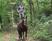 parade-draft-horse