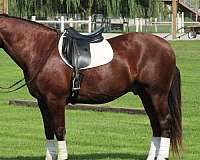 star-horse