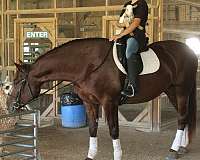 horsemanship-draft-horse