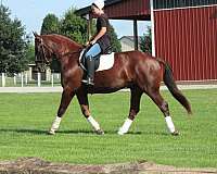kid-safe-draft-horse