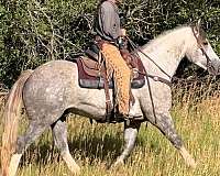 1-pastern-pony