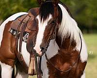 athletic-paint-horse