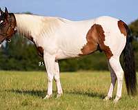 flashy-paint-horse