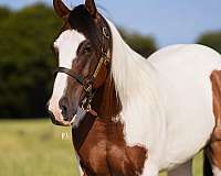 ranch-work-paint-horse