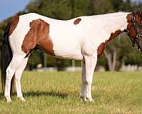 husband-safe-paint-horse