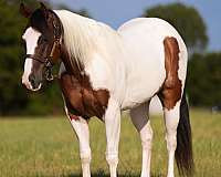 ranch-paint-horse