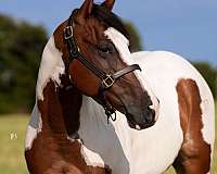 show-paint-horse