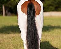 trail-paint-horse
