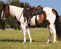trail-riding-paint-horse
