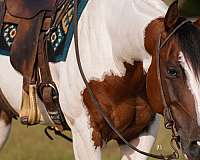 western-riding-paint-horse