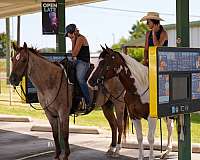 pinto-paint-gelding
