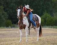 pinto-all-around-horse