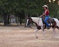 pinto-athletic-horse