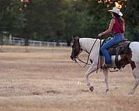 pinto-flashy-horse