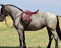 beginner-pony