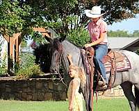 driving-pony