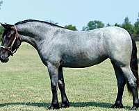 project-pony