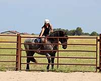 show-pony