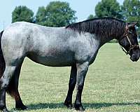 ridden-english-pony