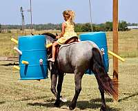 trail-riding-pony