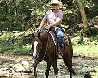 flashy-quarter-horse