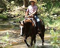 athletic-quarter-horse