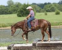 husband-safe-quarter-horse