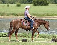 performance-quarter-horse