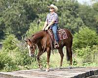 ranch-quarter-horse