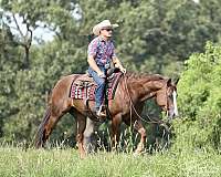 ranch-versatility-quarter-horse