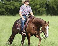 ranch-work-quarter-horse