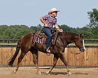 roping-quarter-horse