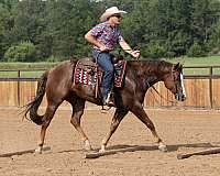 show-quarter-horse