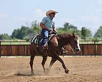 trail-riding-quarter-horse