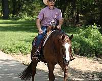 western-riding-quarter-horse
