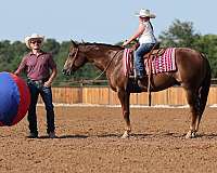 trail-quarter-horse
