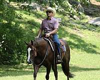working-cattle-quarter-horse