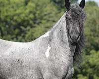 rodeo-draft-pony