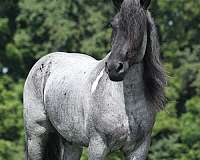 ridden-western-draft-pony