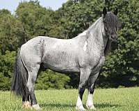roping-draft-pony