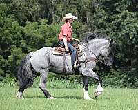 show-hack-draft-pony