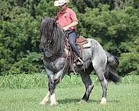 blue-roan-show-hack-pony