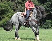 all-around-draft-pony
