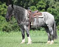 calf-roping-draft-pony
