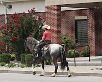 kid-safe-draft-pony
