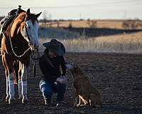 all-around-quarter-horse