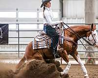 pinto-aqha-horse