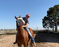 athletic-quarter-horse