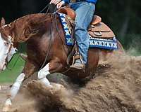 flashy-quarter-horse