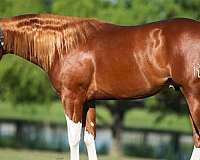 husband-safe-quarter-horse
